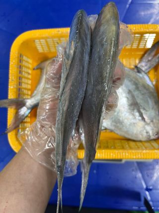 목포 물좋은수산님의 작성글 사진