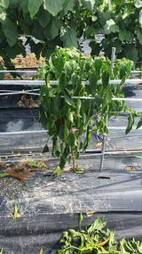 팜모닝 고추·병해충상담 게시글 이미지