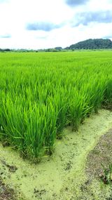 팜모닝 🌧️7월 내 작물 자랑하기·참여글 게시글 이미지