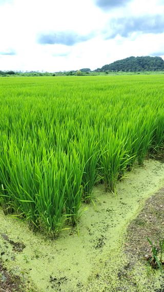최충식님의 🌧️7월 내 작물 자랑하기 · 참여글 작성글 사진