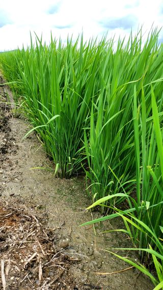 최충식님의 🌧️7월 내 작물 자랑하기 · 참여글 작성글 사진