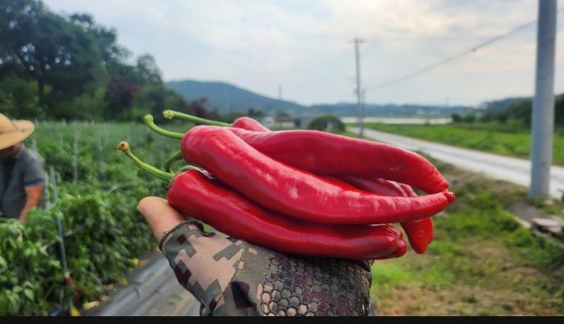 조한솔님의 장터 판매 상품 [무농약 매콤달콤 유황고춧가루 1근(600g)] 첨부 사진