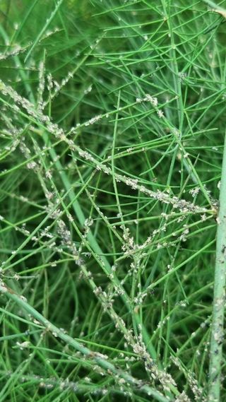 이정식님의 농사, 무엇이든 물어보세요! · 참여글 작성글 사진