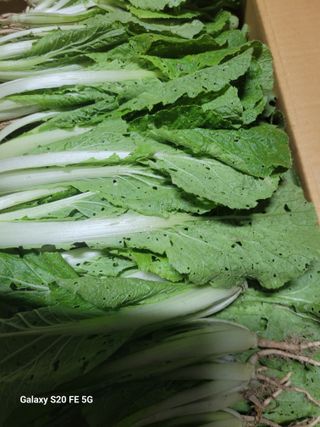 박위병님의 배추 · 병해충상담 작성글 사진