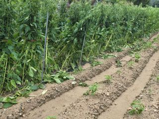 일망무제님의 참깨 · 영농일지 작성글 사진