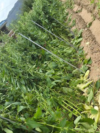 일망무제님의 참깨 · 영농일지 작성글 사진