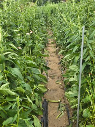 일망무제님의 참깨 · 영농일지 작성글 사진