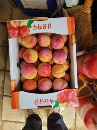 유병선(김천자두)님의 자유주제 · 자유게시판 작성글 사진