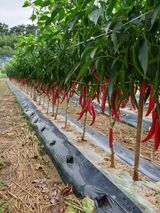 팜모닝 자유주제·자유게시판 게시글 이미지