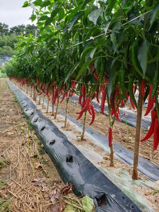 양파5749님의 자유주제 · 자유게시판 작성글 사진