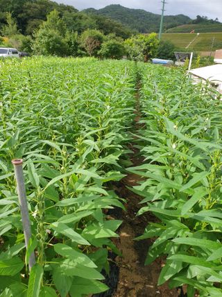 양파5749님의 자유주제 · 자유게시판 작성글 사진