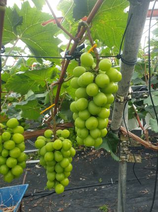 샤인머스켓김상호님의 🌧️7월 내 작물 자랑하기 · 참여글 작성글 사진