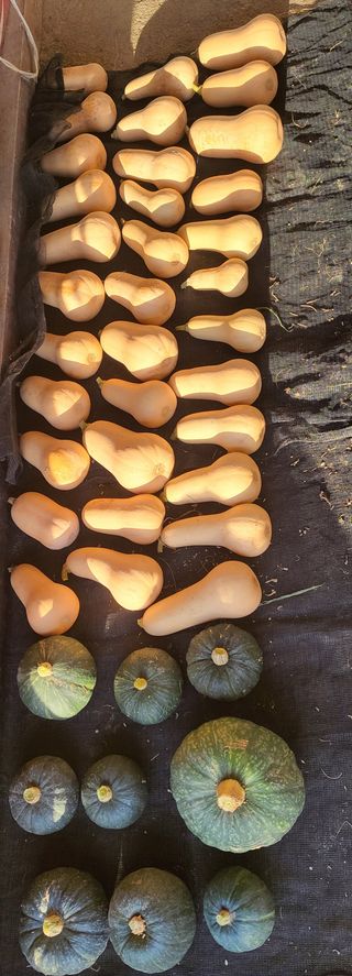 김중언님의 호박 · 영농일지 작성글 사진