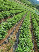 팜모닝 🌧️7월 내 작물 자랑하기·참여글 게시글 이미지