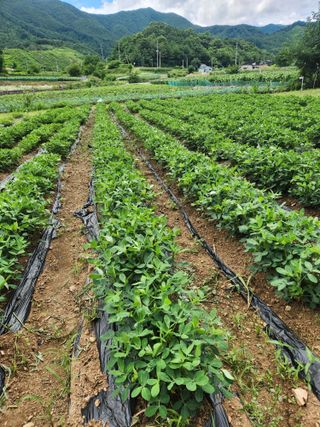 한상경님의 🌧️7월 내 작물 자랑하기 · 참여글 작성글 사진