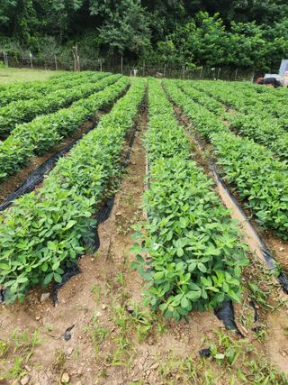 한상경님의 🌧️7월 내 작물 자랑하기 · 참여글 작성글 사진