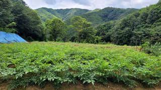 소소한 하루님의 두릅 · 영농일지 작성글 사진