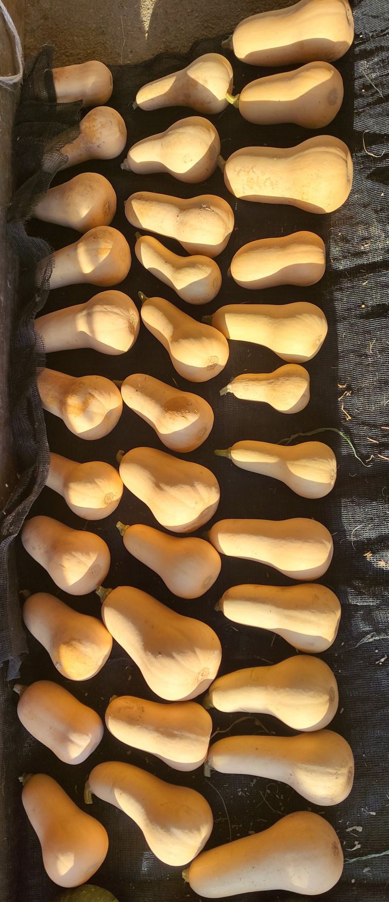 김중언님의 장터 판매 상품 [땅콩단호박 -판매 완료-] 첨부 사진