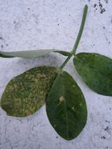 팜모닝 기타작물·병해충상담 게시글 이미지