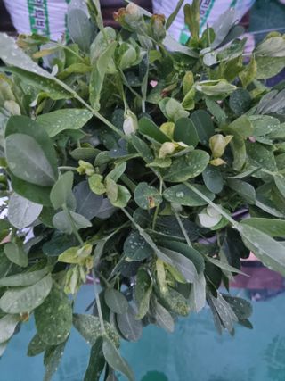 김근섭님의 기타작물 · 병해충상담 작성글 사진