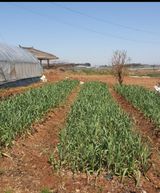 팜모닝 자유주제·자유게시판 게시글 이미지