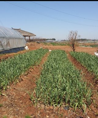 .홍산마늘님의 자유주제 · 자유게시판 작성글 사진