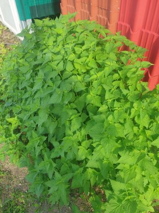 허굴산농장님의 자유주제 · 자유게시판 작성글 사진