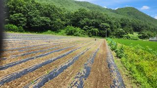 소리사랑 박주현님의 기타작물 · 영농일지 작성글 사진