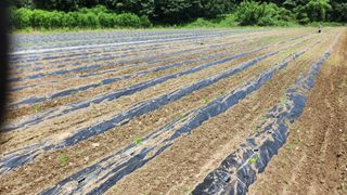 소리사랑 박주현님의 기타작물 · 영농일지 작성글 사진