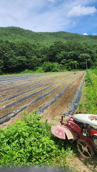 소리사랑 박주현님의 기타작물 · 영농일지 작성글 사진