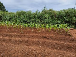 너만아라님의 팜모닝 · 출석 작성글 사진