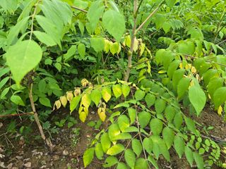 진용웅님의 두릅 · 병해충상담 작성글 사진