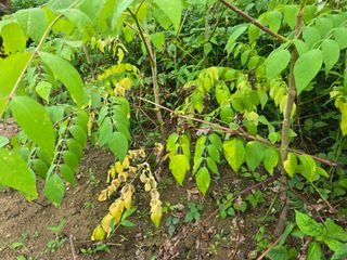 진용웅님의 두릅 · 병해충상담 작성글 사진