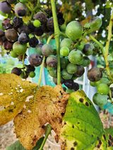 팜모닝 포도·자유게시판 게시글 이미지