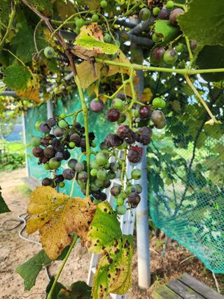 황공이오님의 포도 · 자유게시판 작성글 사진