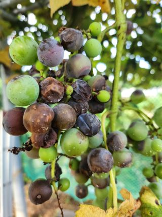 황공이오님의 포도 · 자유게시판 작성글 사진