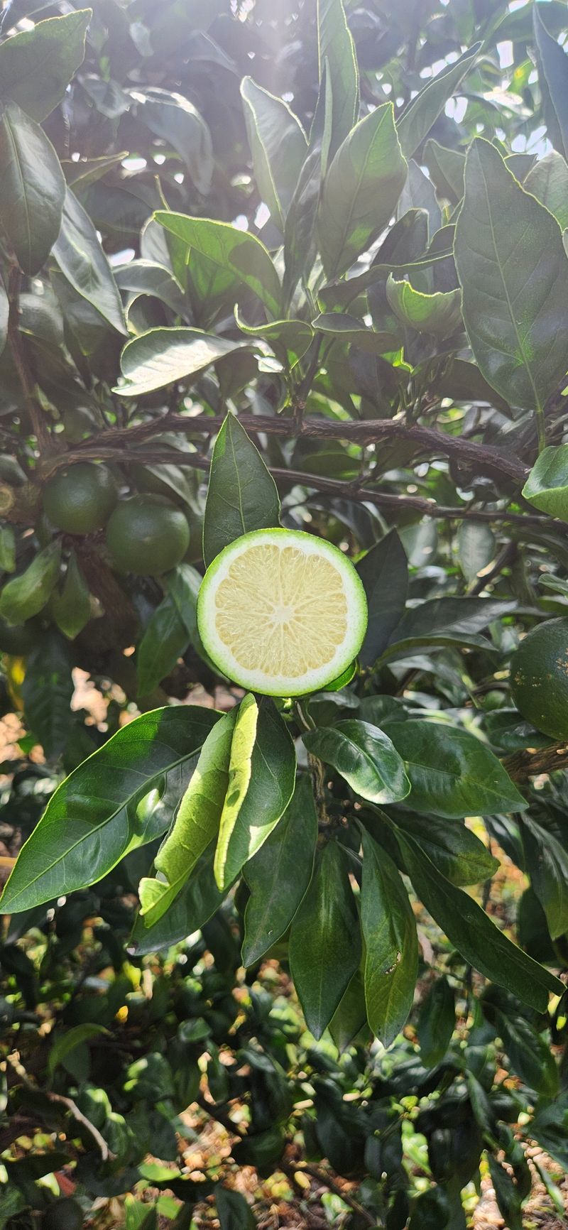 김경희님의 장터 판매 상품 [제주풋귤] 첨부 사진