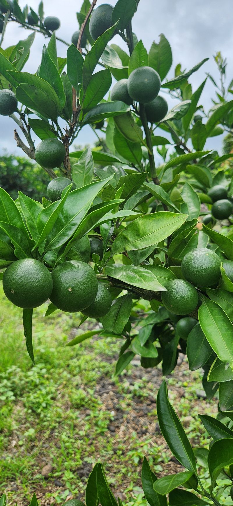 김경희님의 장터 판매 상품 [제주풋귤] 첨부 사진