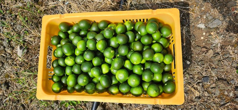 김경희님의 장터 판매 상품 [제주풋귤] 첨부 사진