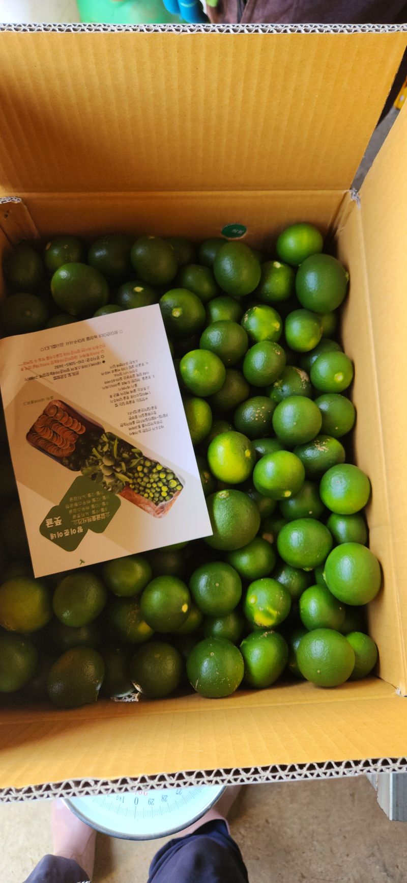 김경희님의 장터 판매 상품 [제주풋귤] 첨부 사진