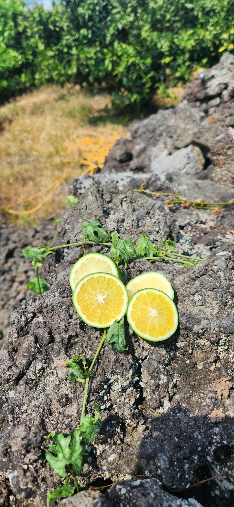 김경희님의 장터 판매 상품 [제주풋귤] 첨부 사진
