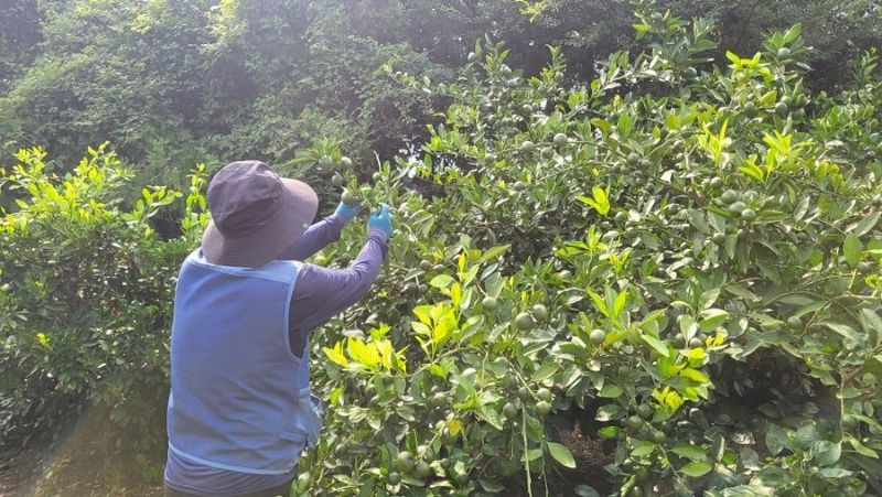 김경희님의 장터 판매 상품 [제주풋귤] 첨부 사진