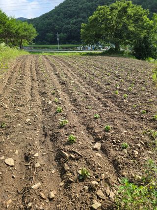 정우양님의 🌧️7월 내 작물 자랑하기 · 참여글 작성글 사진