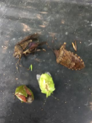 알 수 없음님의 고추 · 병해충상담 작성글 사진