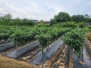 헐크님의 고추 · 영농일지 작성글 사진