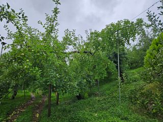 또바기사과(이훈희)님의 사과 · 영농일지 작성글 사진