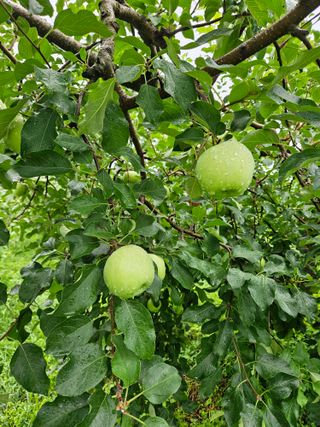 또바기사과(이훈희)님의 사과 · 영농일지 작성글 사진
