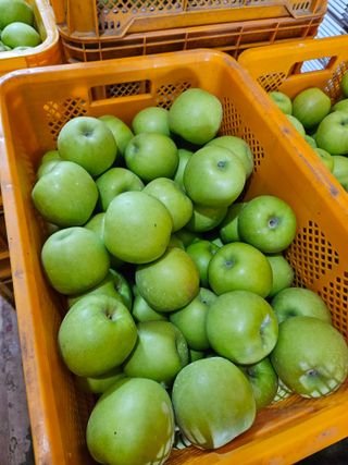 또바기사과(이훈희)님의 사과 · 영농일지 작성글 사진