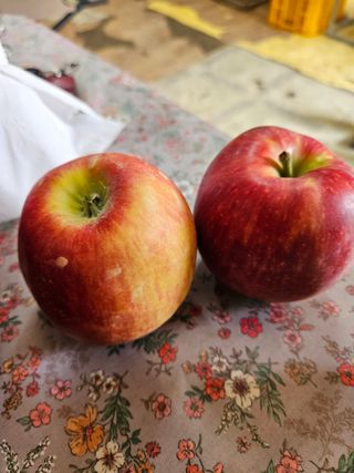 또바기사과(이훈희)님의 사과 · 영농일지 작성글 사진