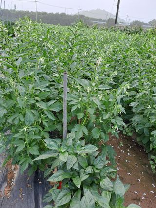 백봉2리밭농사곡식님의 참깨 · 영농일지 작성글 사진